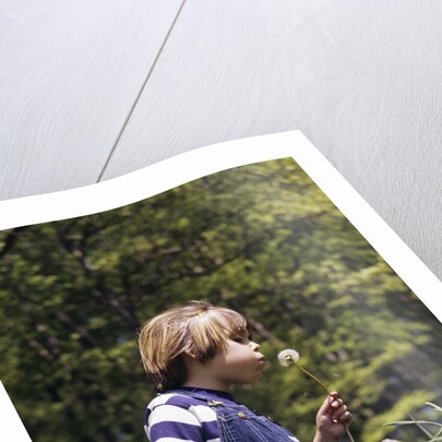 Boy wearing bib overalls blowing on dandelion head by Anonymous
