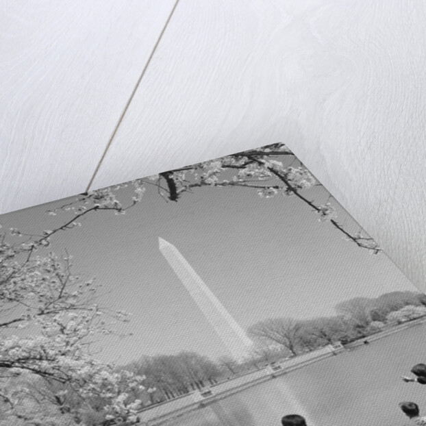Family mother father two boys in washington dc looking at washington monument amid cherry blossoms by Anonymous