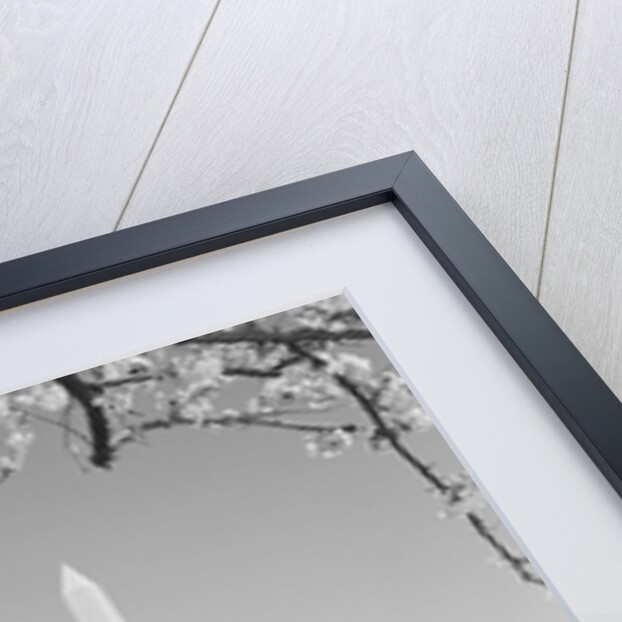 Family mother father two boys in washington dc looking at washington monument amid cherry blossoms by Anonymous