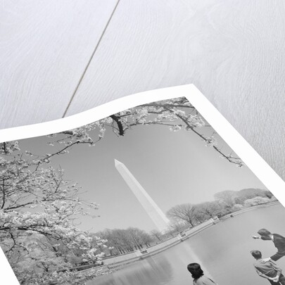 Family mother father two boys in washington dc looking at washington monument amid cherry blossoms by Anonymous