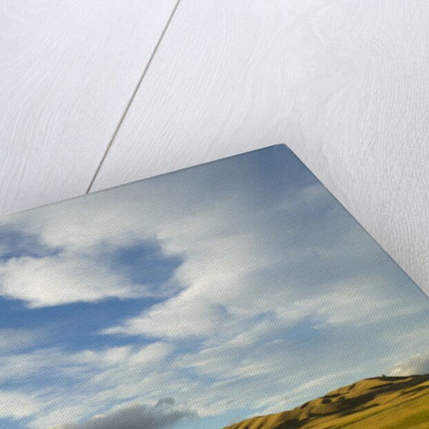 Grazing farmland hills and cumulus clouds, evening, South Island, New Zealand by Anonymous
