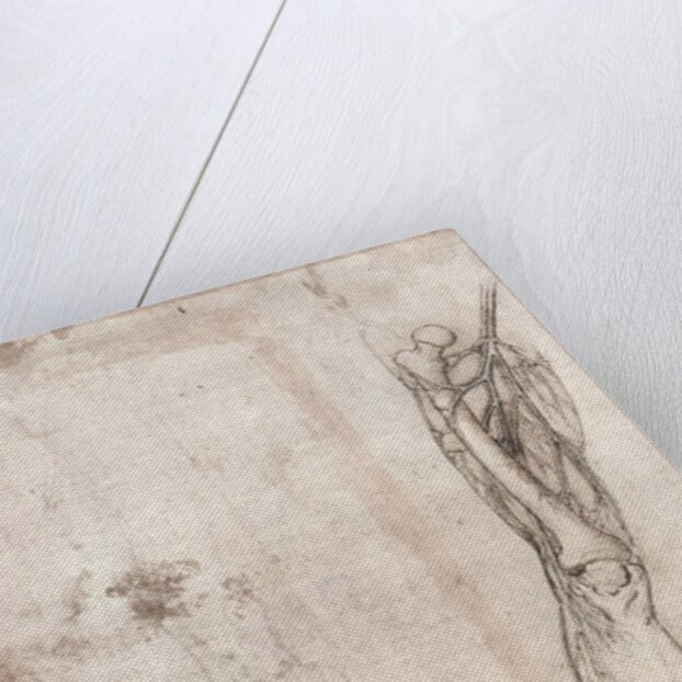 Drawing of human leg by Leonardo da Vinci