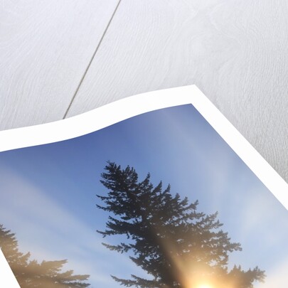 Sun shining through trees in Oregon Cascades by Anonymous