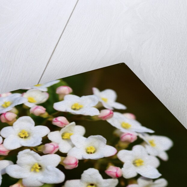 Closeup of Daphne flower by Anonymous