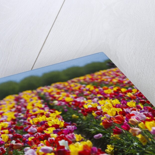 Tulip fields in Woodburn, Oregon by Anonymous