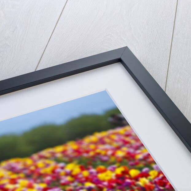 Tulip fields in Woodburn, Oregon by Anonymous