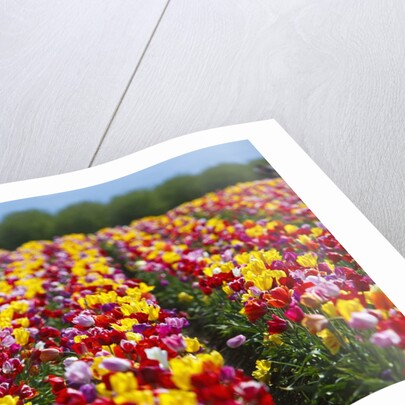 Tulip fields in Woodburn, Oregon by Anonymous