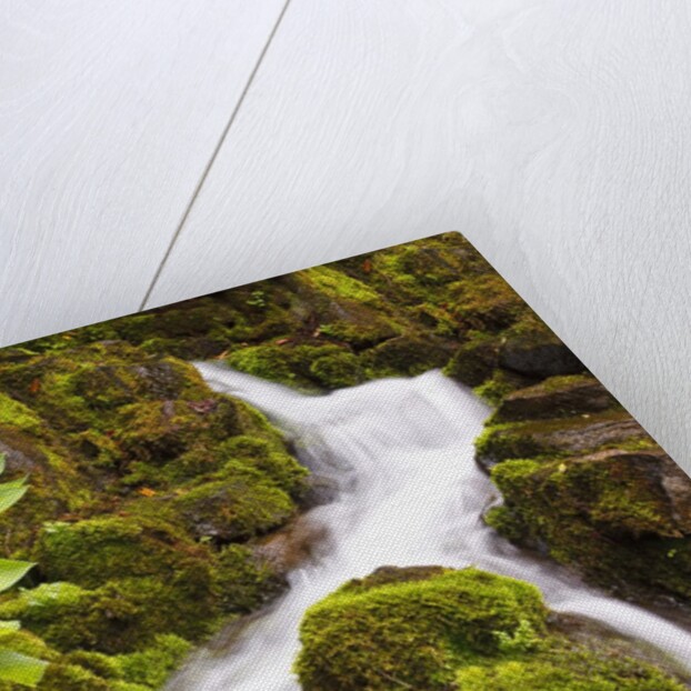 Waterfall in Crystal Spring Rhododendron Gardens by Anonymous