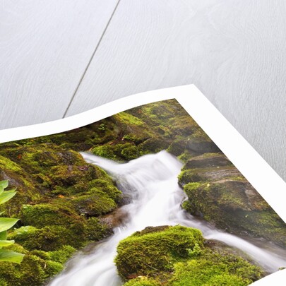 Waterfall in Crystal Spring Rhododendron Gardens by Anonymous