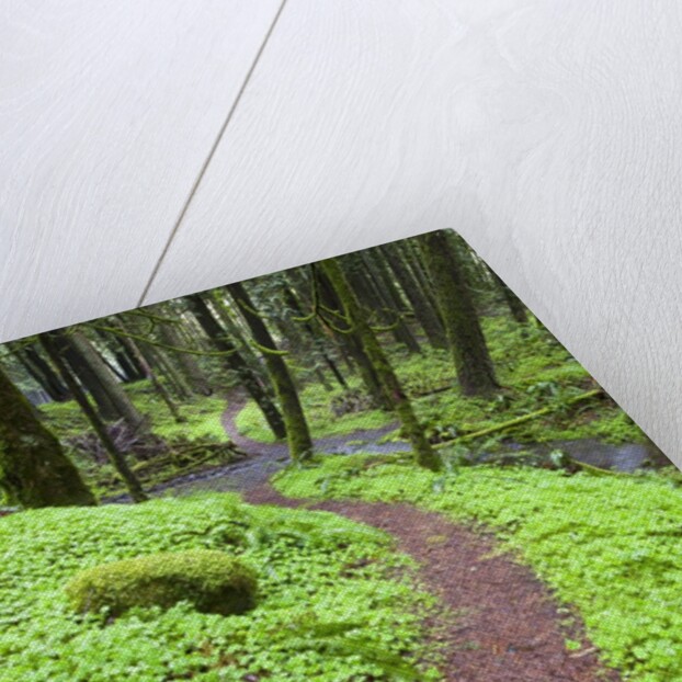Trail in Oregon Cascades by Anonymous