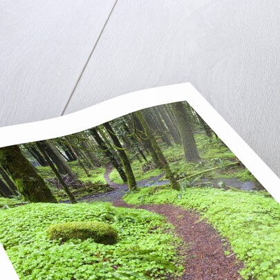 Trail in Oregon Cascades by Anonymous