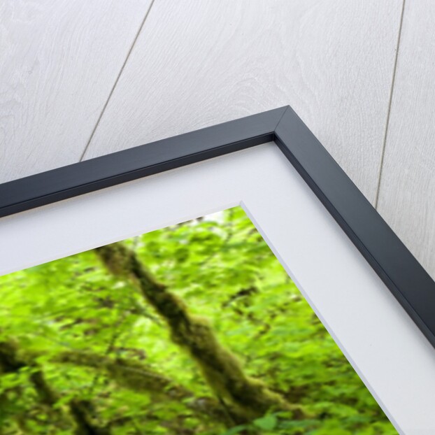 Trail in Silver Falls State Park by Anonymous