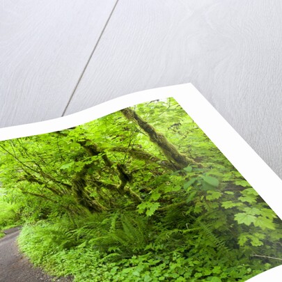 Trail in Silver Falls State Park by Anonymous