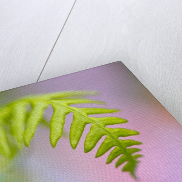 Closeup of fern in Mt. Hood, Oregon by Anonymous