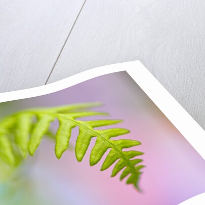 Closeup of fern in Mt. Hood, Oregon by Anonymous
