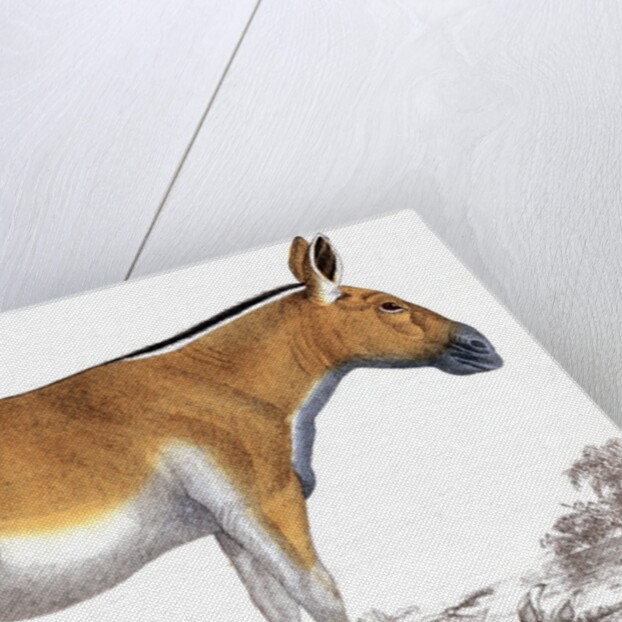 Dziggetai by Anonymous