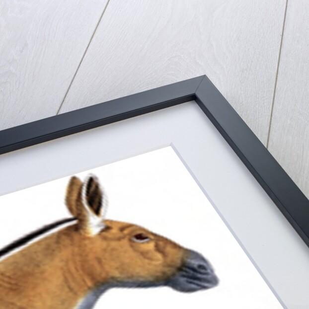 Dziggetai by Anonymous