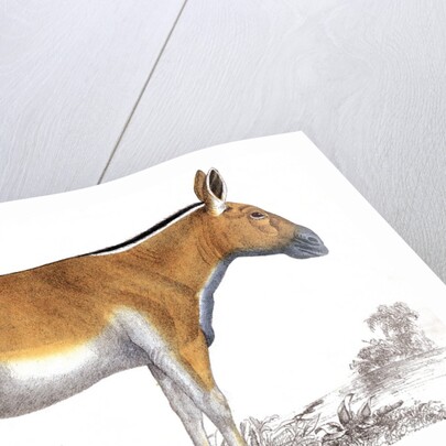 Dziggetai by Anonymous