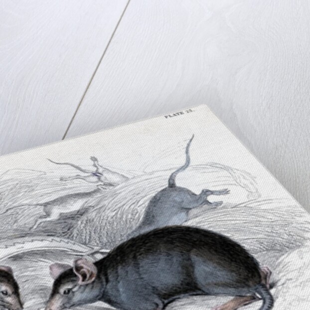Black rat caught in trap by Anonymous