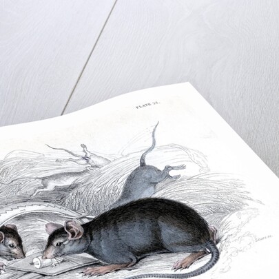 Black rat caught in trap by Anonymous