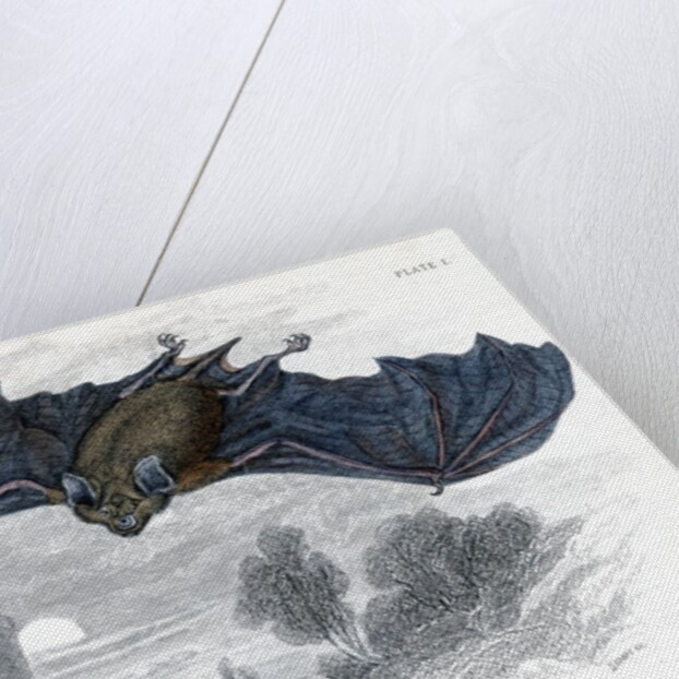 Greater horse-shoe bat in flight by Anonymous