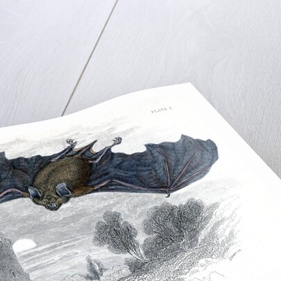 Greater horse-shoe bat in flight by Anonymous