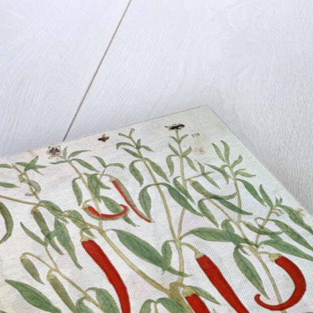 Cayenne pepper plant by Anonymous