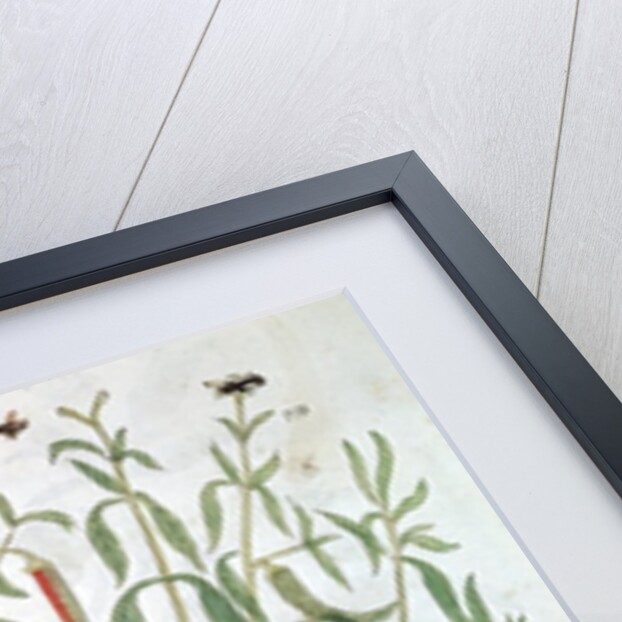 Cayenne pepper plant by Anonymous