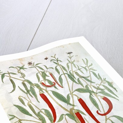 Cayenne pepper plant by Anonymous