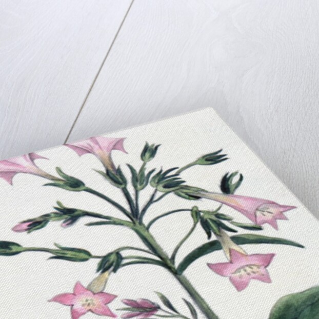 Tobacco plant by Anonymous