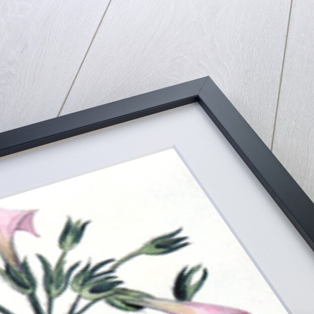 Tobacco plant by Anonymous