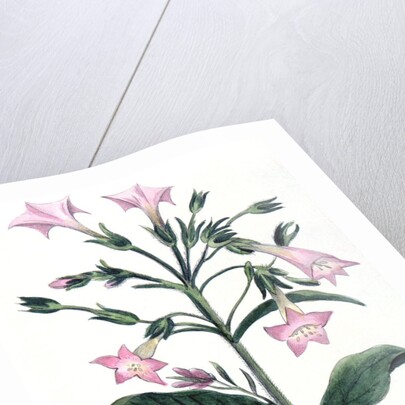 Tobacco plant by Anonymous