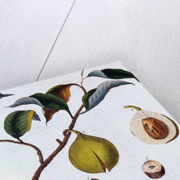 Nutmeg plant by Anonymous