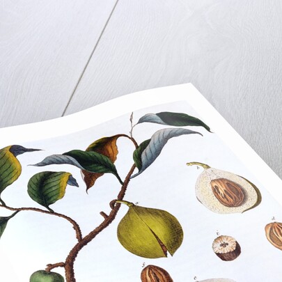 Nutmeg plant by Anonymous