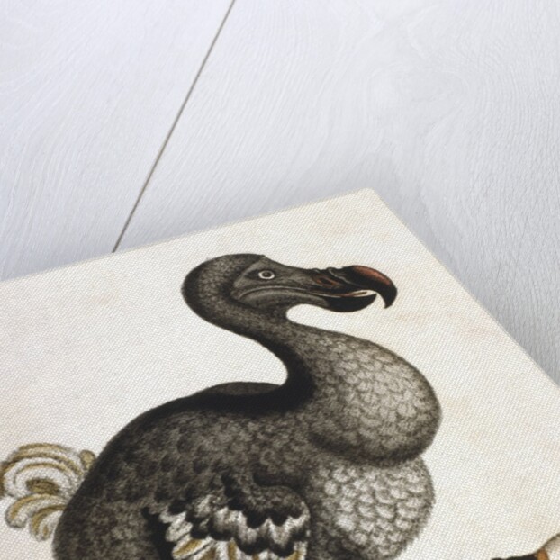 Dodo and guinea pig by Anonymous