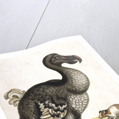 Dodo and guinea pig by Anonymous