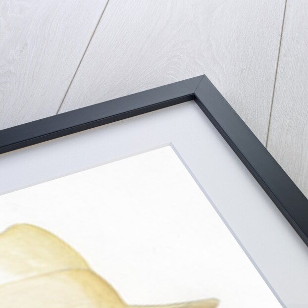 Al Capone by Anonymous