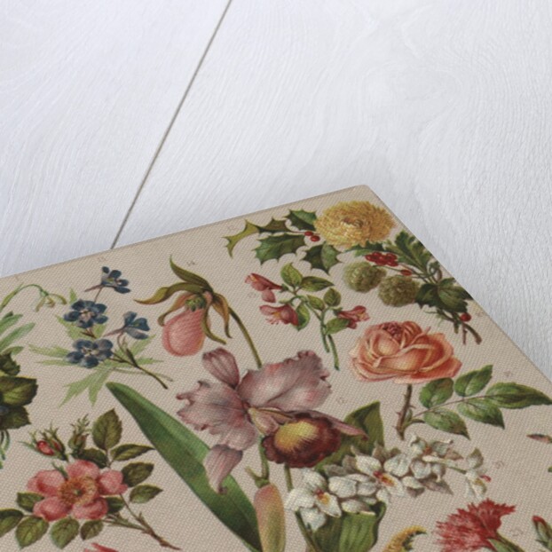 Familiar Flowering Plants by Anonymous