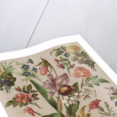 Familiar Flowering Plants by Anonymous