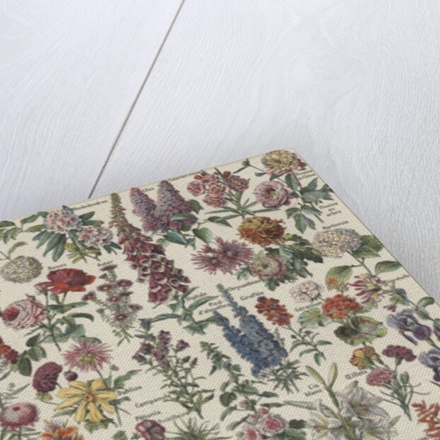 Flowers by Anonymous