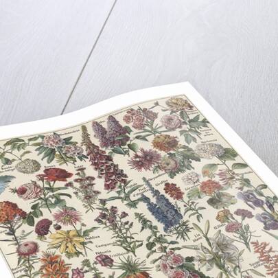 Flowers by Anonymous