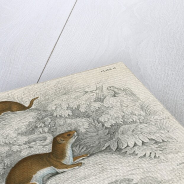 Weasels by Anonymous