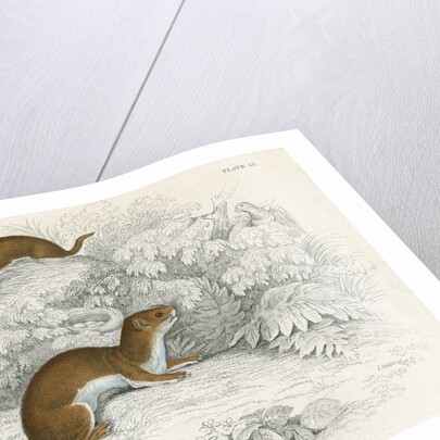 Weasels by Anonymous