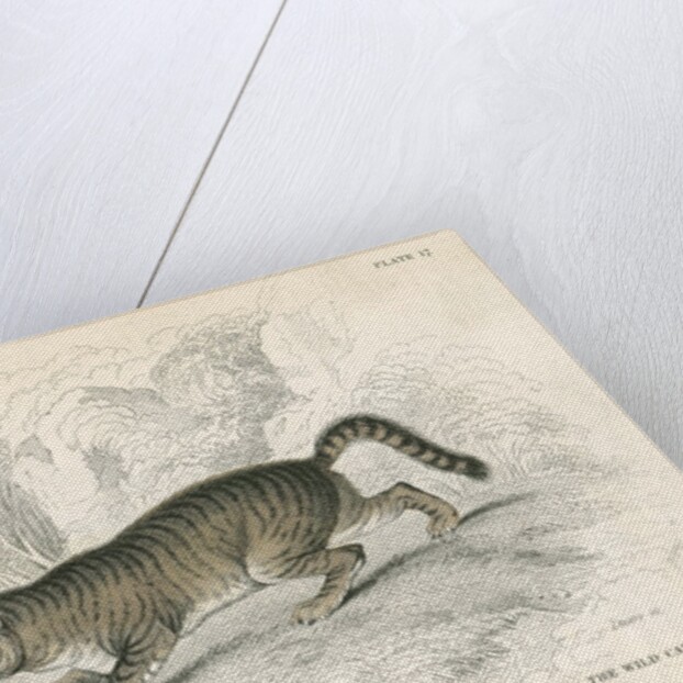 European wild cat by Anonymous