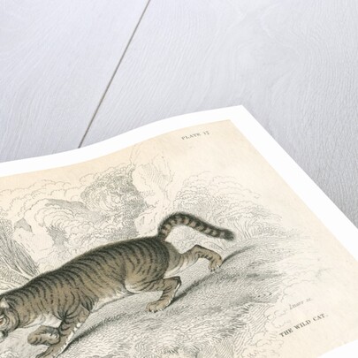 European wild cat by Anonymous