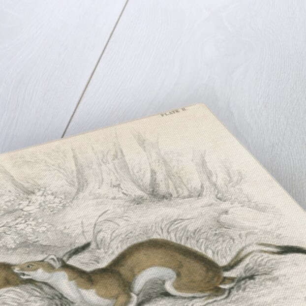 The ermine in summer by Anonymous