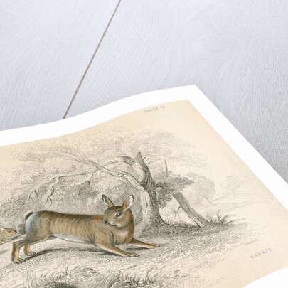 Rabbits by Anonymous