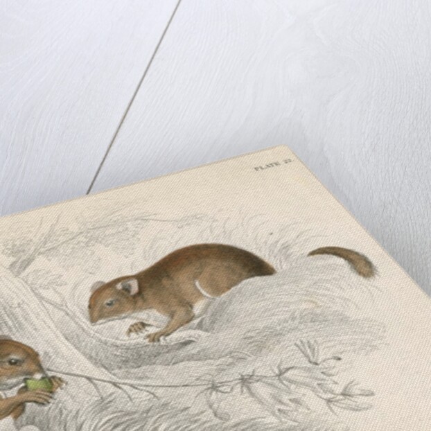 Common dormouse by Anonymous