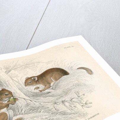 Common dormouse by Anonymous