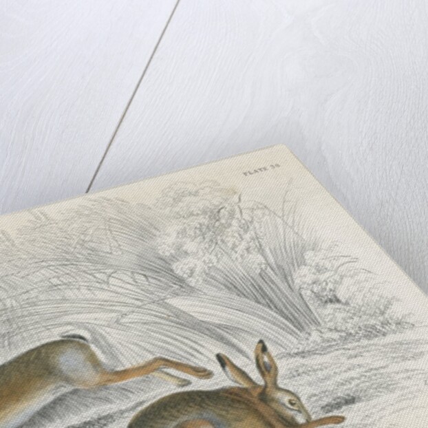 Two hares by Anonymous